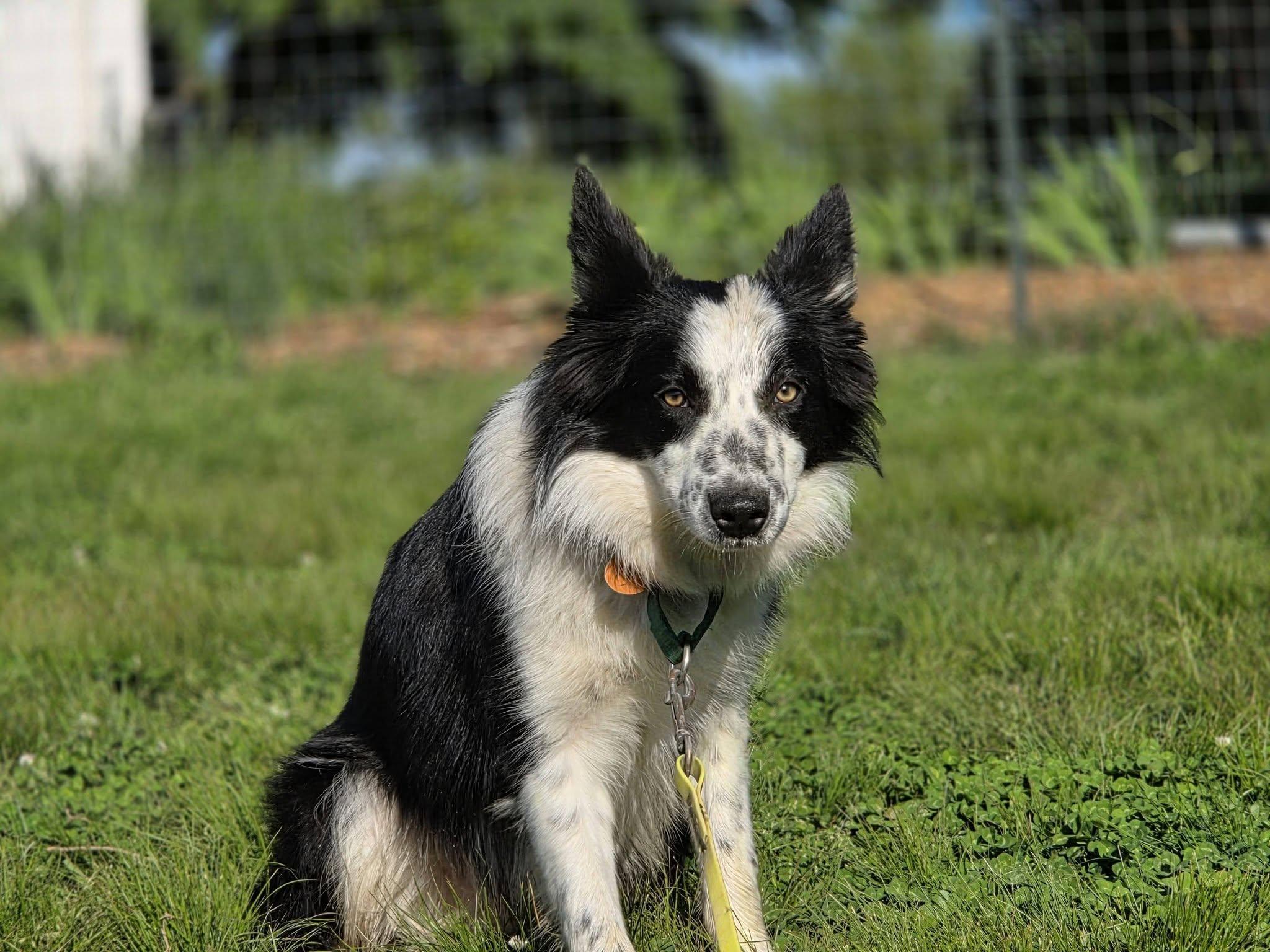 Jin, ADOPTABLE, Young Male Border Collie.
