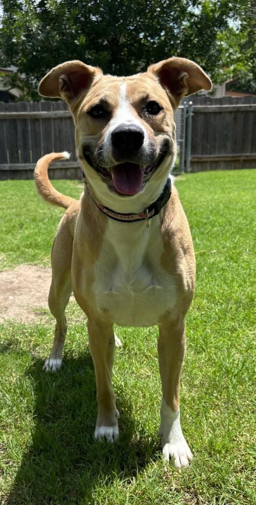 Banshee, a Adoptable mixed breed in Great Bend, KS image 2/2