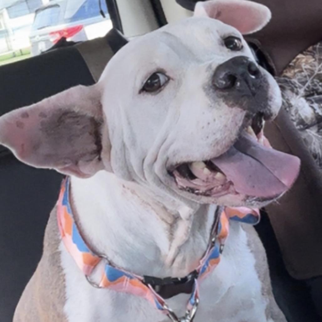Shirley, Adoptable, Adult Female Pit Bull Terrier.