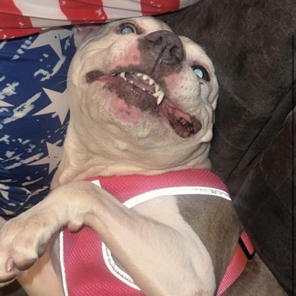 Shirley, a Adoptable Pit Bull Terrier in Gulfport, MS image 2/2