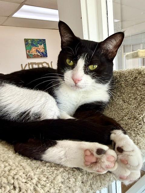 Elvira, adoptable, Adult Female Domestic Short Hair.