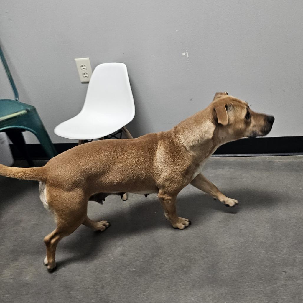 Star, Adoptable, Adult Female Beagle & Dachshund.
