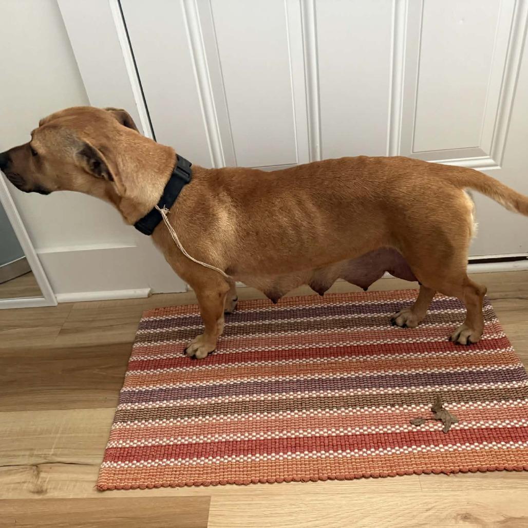 Enlarge Star, a Adoptable mixed breed in Normal, IL image 2/6