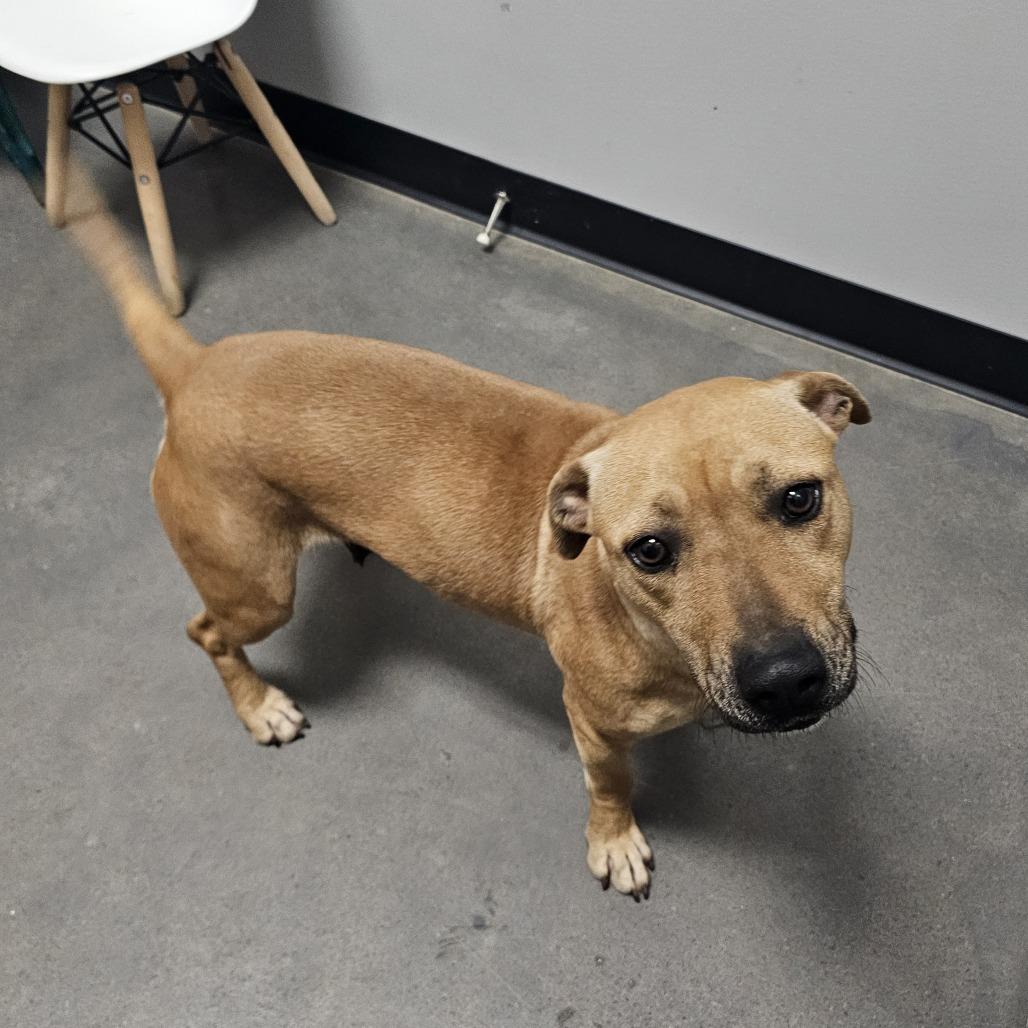 Enlarge Star, a Adoptable mixed breed in Normal, IL image 3/6
