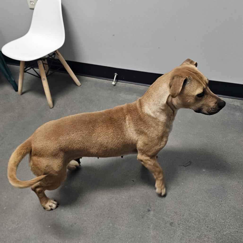 Enlarge Star, a Adoptable mixed breed in Normal, IL image 4/6