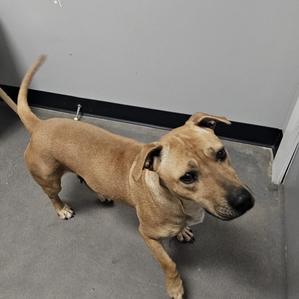 Enlarge Star, a Adoptable mixed breed in Normal, IL image 5/6