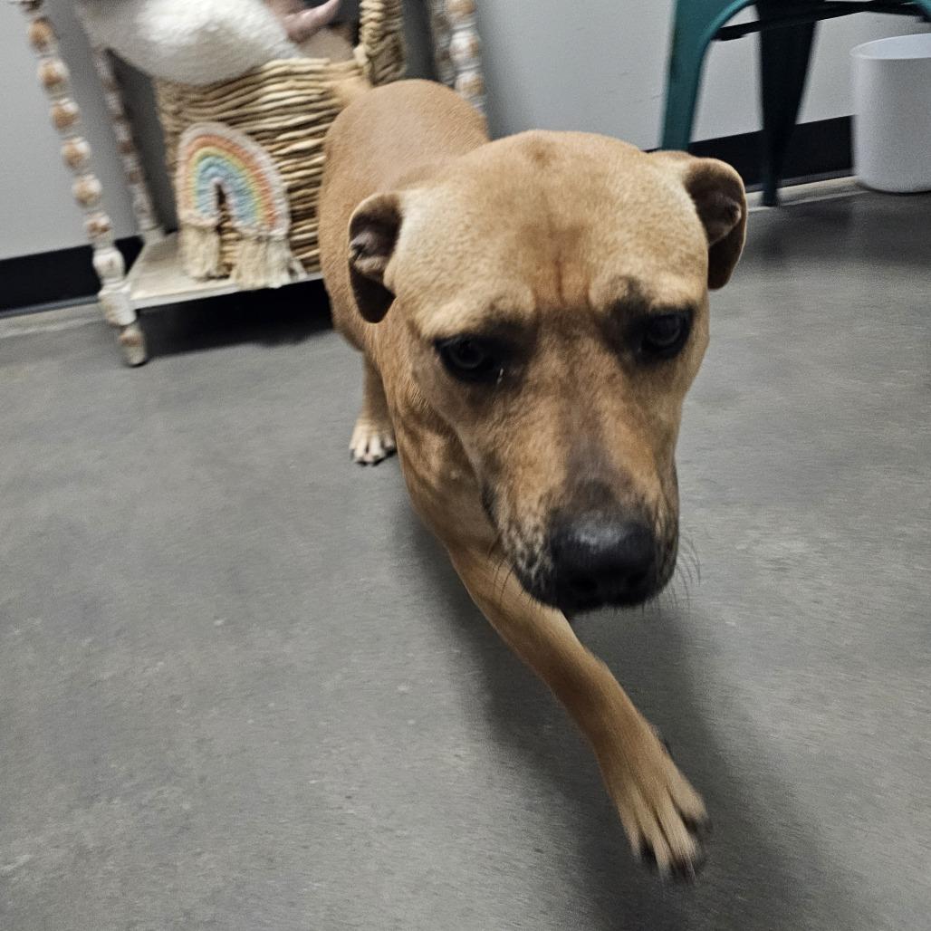 Enlarge Star, a Adoptable mixed breed in Normal, IL image 6/6