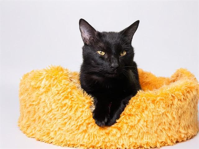 BLUTO, Adoptable, Adult Male Domestic Short Hair.