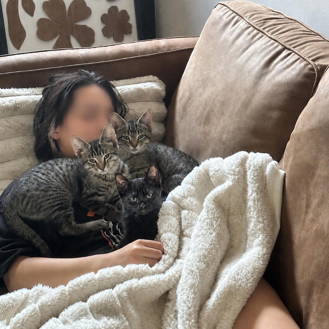 Tamale, Tostada, and Elote (Sweetest trio EVER), a ADOPTABLE Domestic Short Hair in Woodbury, MN image 2/4