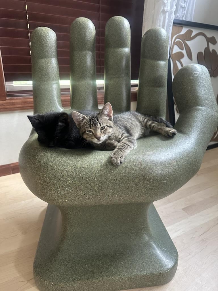 Tamale, Tostada, and Elote (Sweetest trio EVER), a ADOPTABLE Domestic Short Hair in Woodbury, MN image 4/4