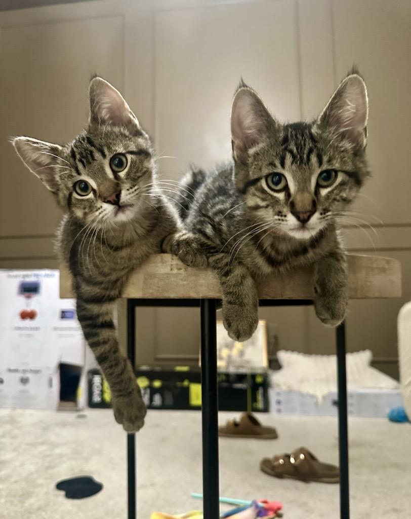 Tamale, Tostada, and Elote (Sweetest trio EVER), a ADOPTABLE Domestic Short Hair in Woodbury, MN image 3/4