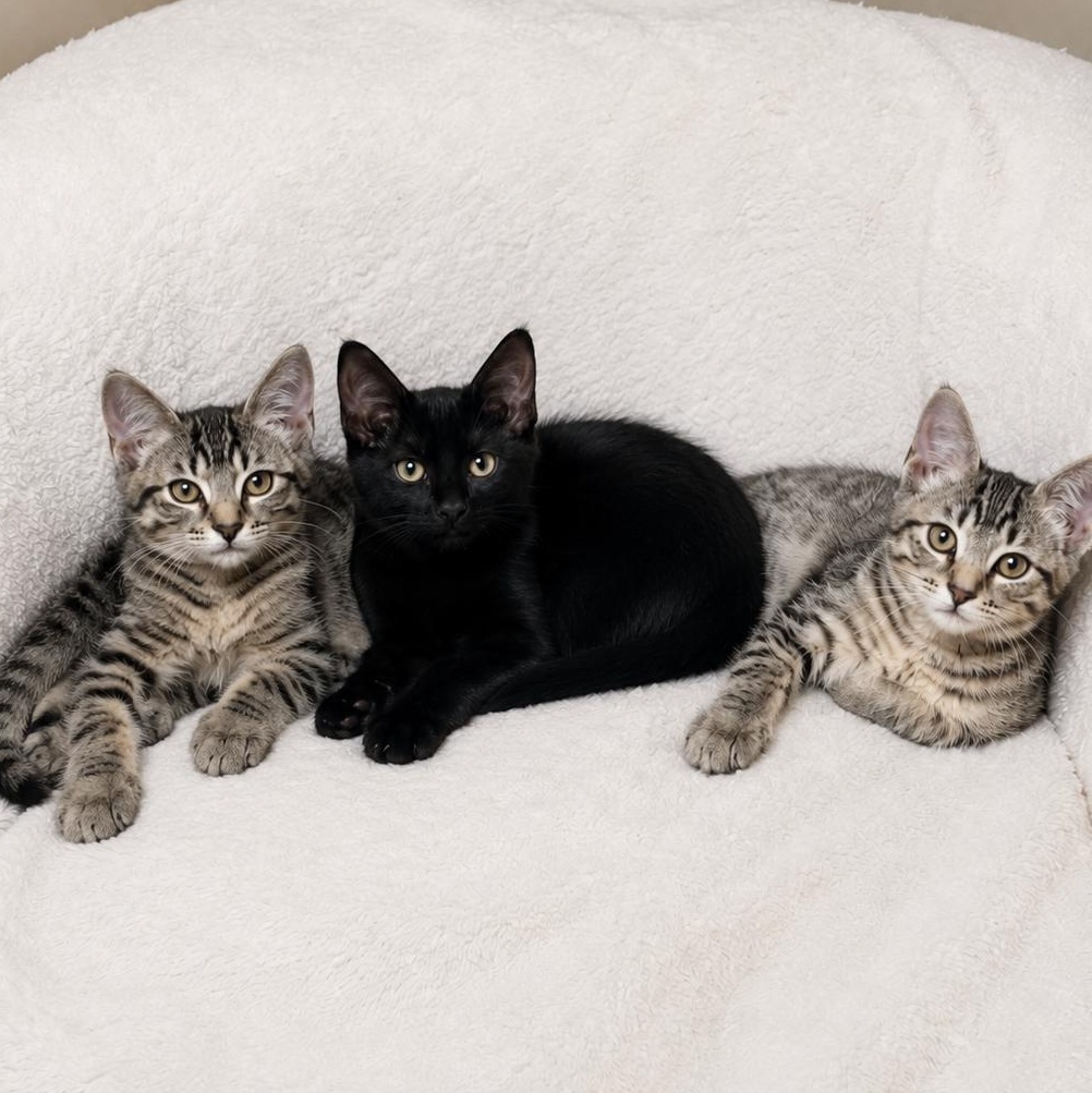 Tamale, Tostada, and Elote (Sweetest trio EVER), ADOPTABLE, Kitten Male Domestic Short Hair.