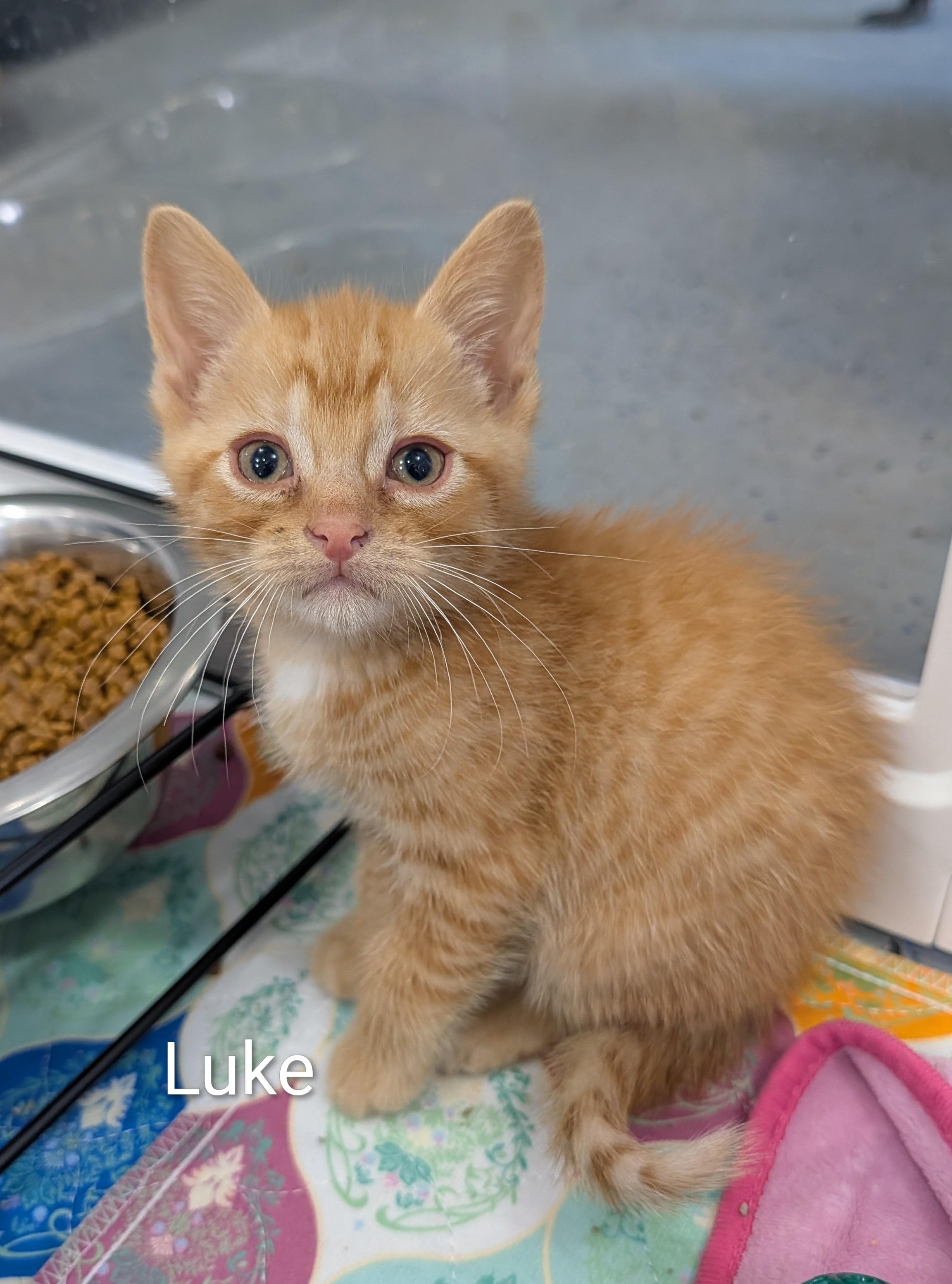 Luke, an adopted Domestic Short Hair in Waterloo, IA image 2/2