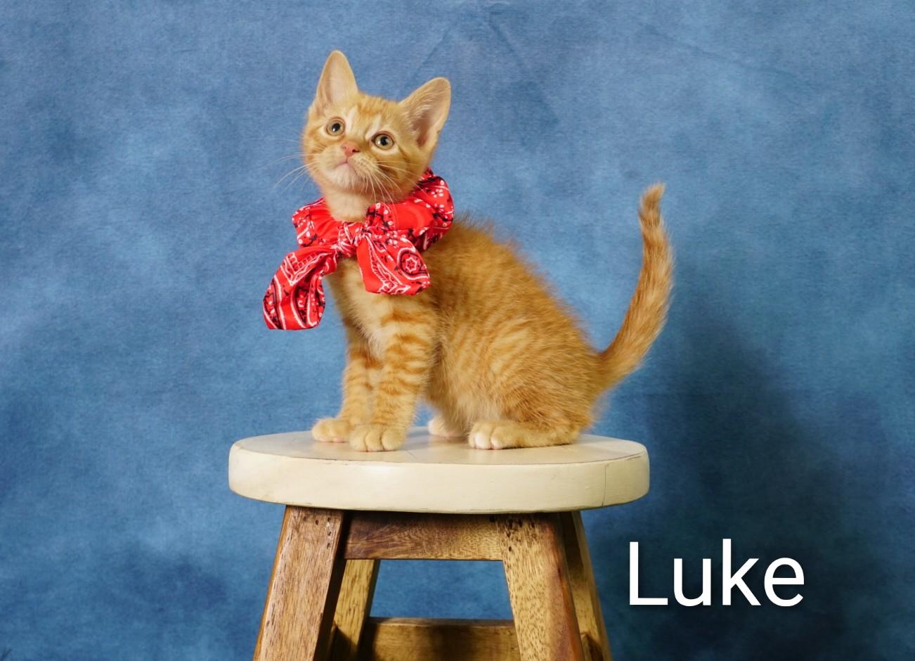 Luke, an adopted Domestic Short Hair in Waterloo, IA image 1/2