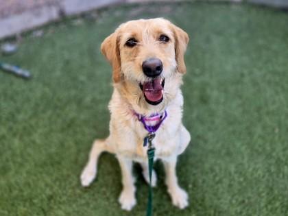 Enlarge Camille, a Adoptable mixed breed in Phoenix, AZ image 1/3