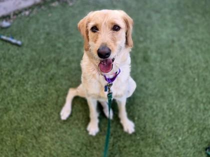 Enlarge Camille, a Adoptable mixed breed in Phoenix, AZ image 2/3