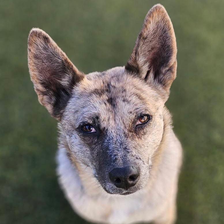Angela, a Adoptable Mixed Breed in Flagstaff, AZ image 1/6