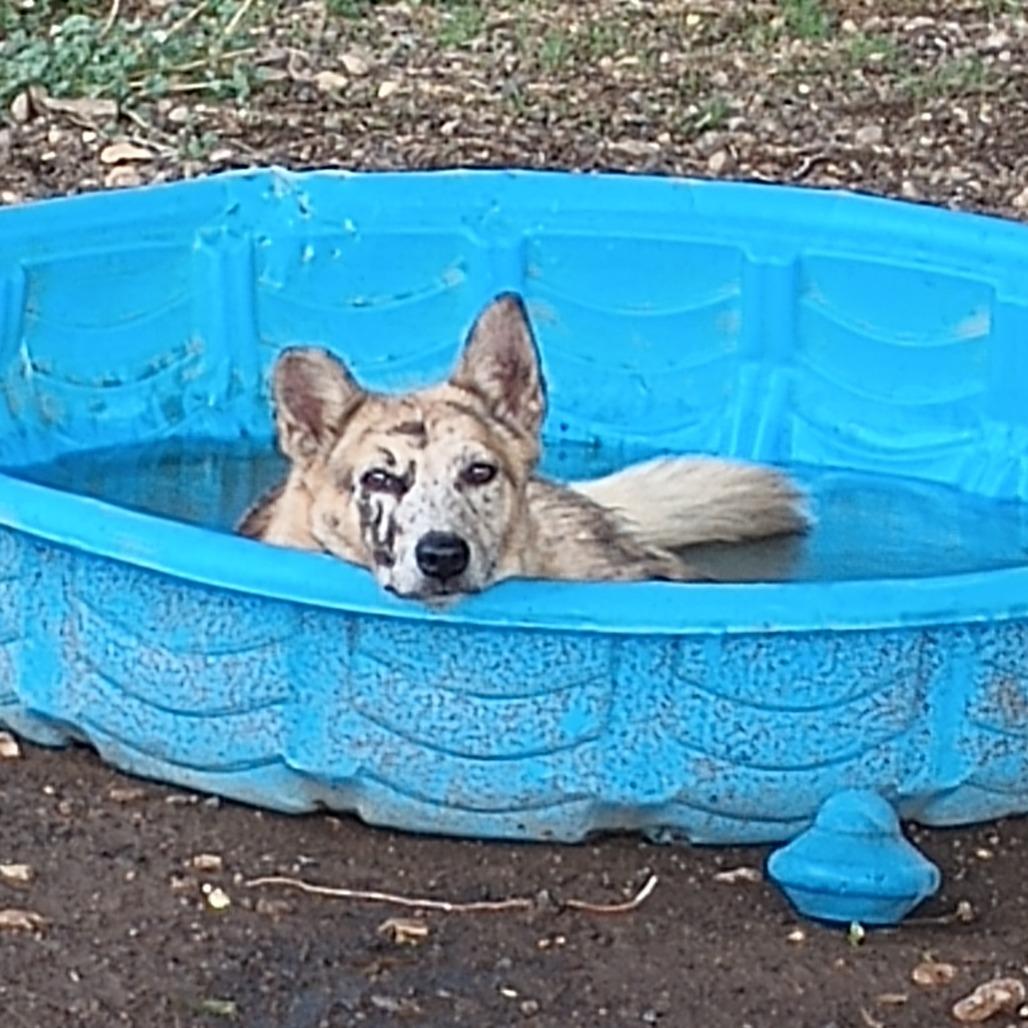 Angela, Adoptable, Adult Female Mixed Breed.