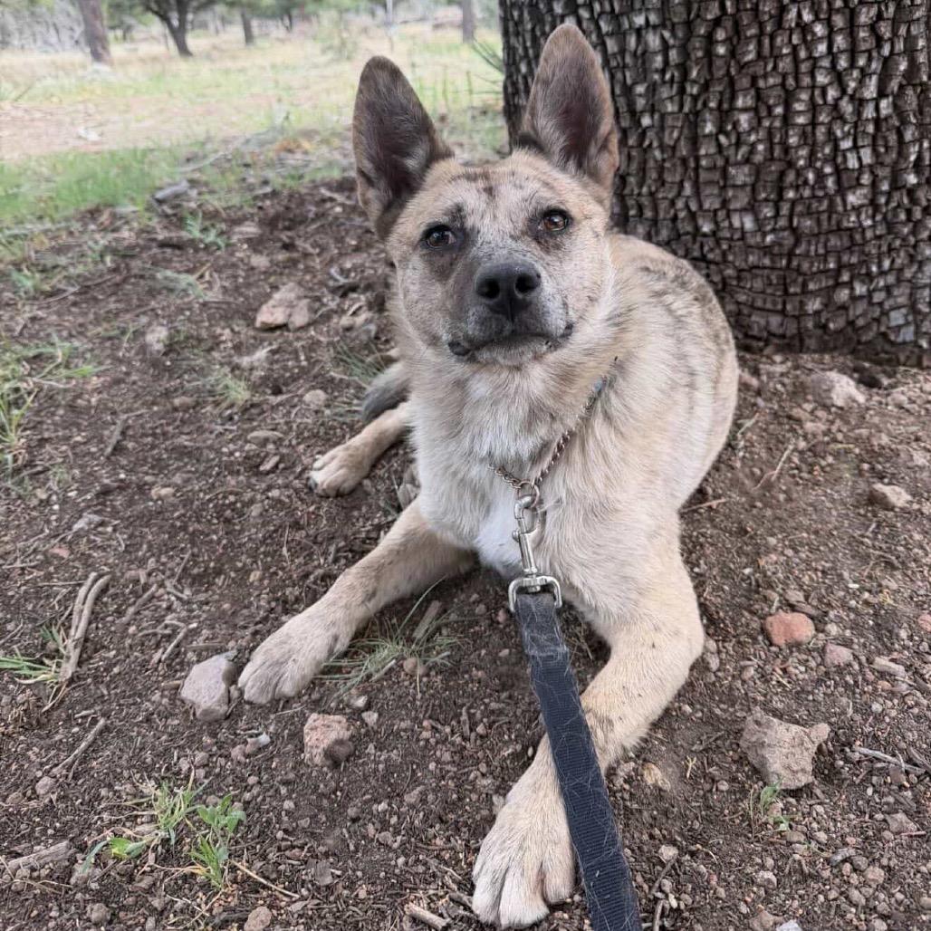 Angela, Adoptable, Adult Female Mixed Breed.