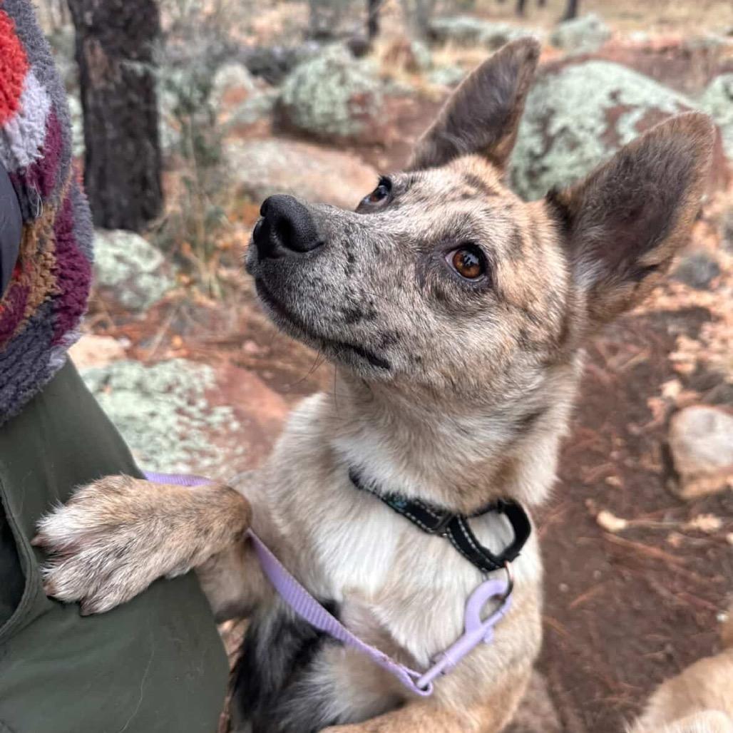 Angela, a Adoptable Mixed Breed in Flagstaff, AZ image 5/6