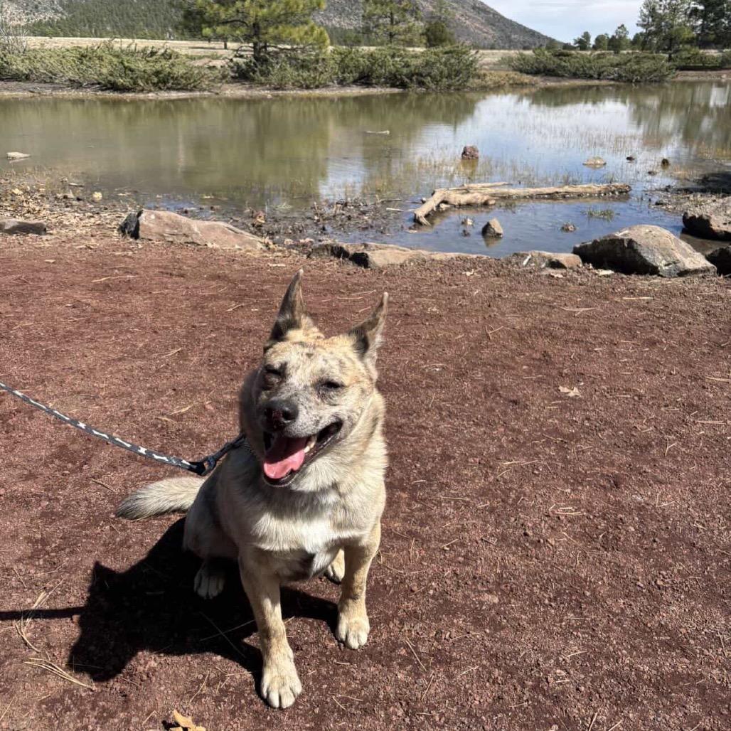 Enlarge Angela, a Adoptable Mixed Breed in Flagstaff, AZ image 5/6