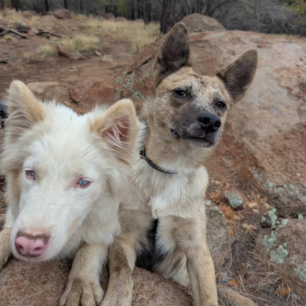 Angela, a Adoptable Mixed Breed in Flagstaff, AZ image 6/6
