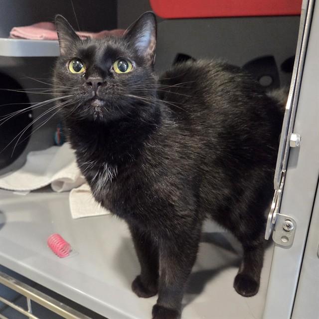 Enlarge HARLEY QUINN, a Adoptable Domestic Short Hair in Leesburg, VA image 1/1