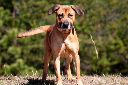 Jax, Adoptable, Adult Male Mixed Breed & Mixed Breed.