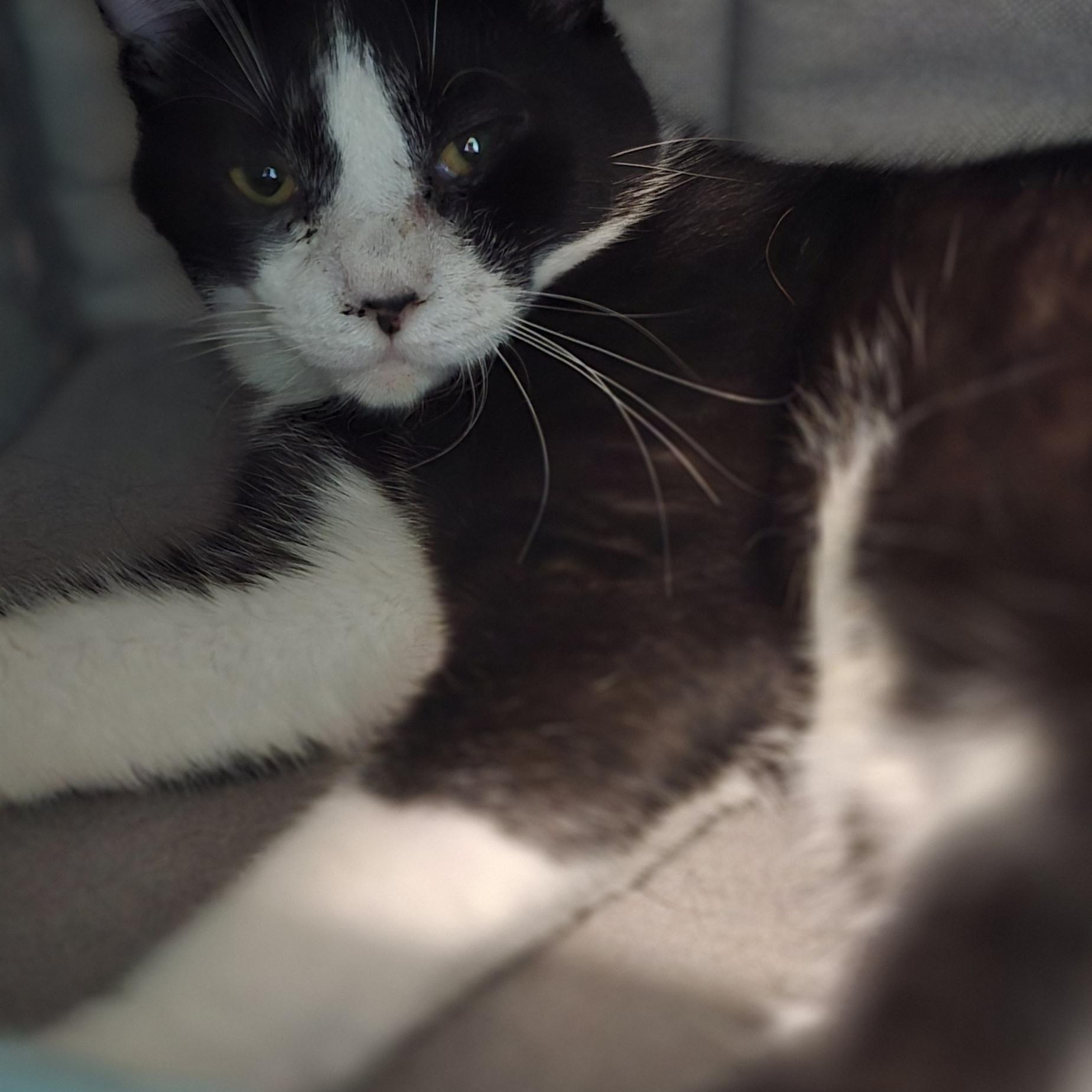 Enlarge Chow, a ADOPTABLE mixed breed in Petersburg, IN image 1/1