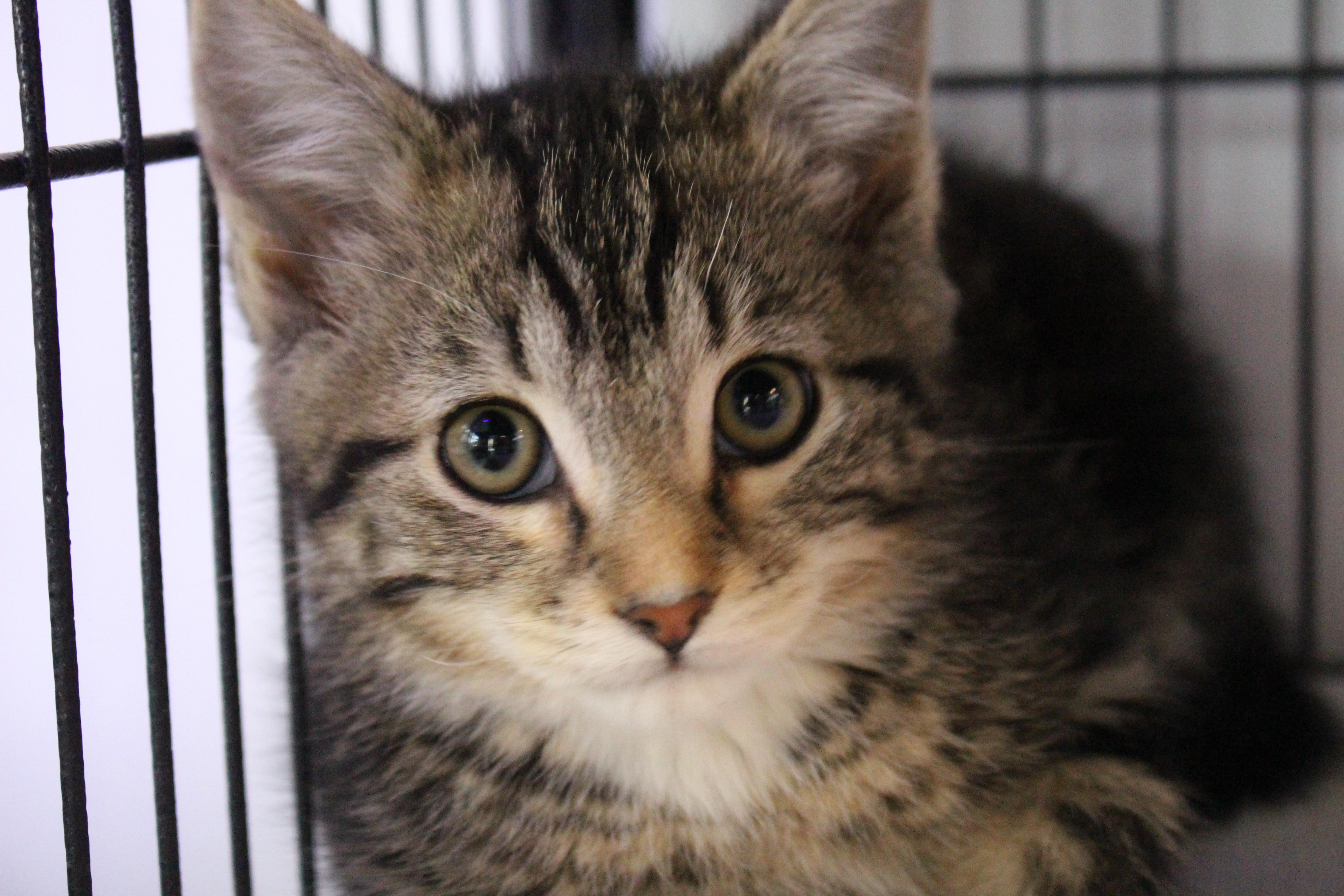 0407-2506, Adopted, Kitten Male Domestic Short Hair.