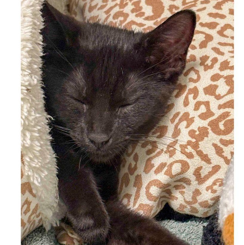 Enlarge Skipper, a ADOPTABLE Domestic Short Hair in Stamford, CT image 4/4