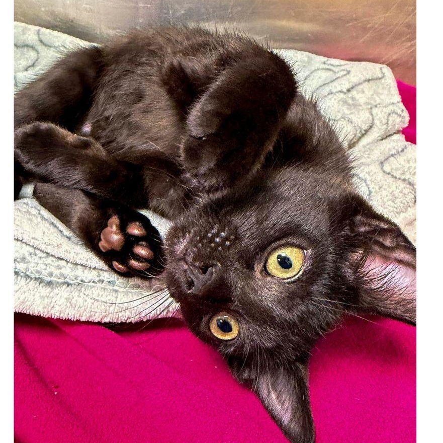 Enlarge Skipper, a ADOPTABLE Domestic Short Hair in Stamford, CT image 3/4