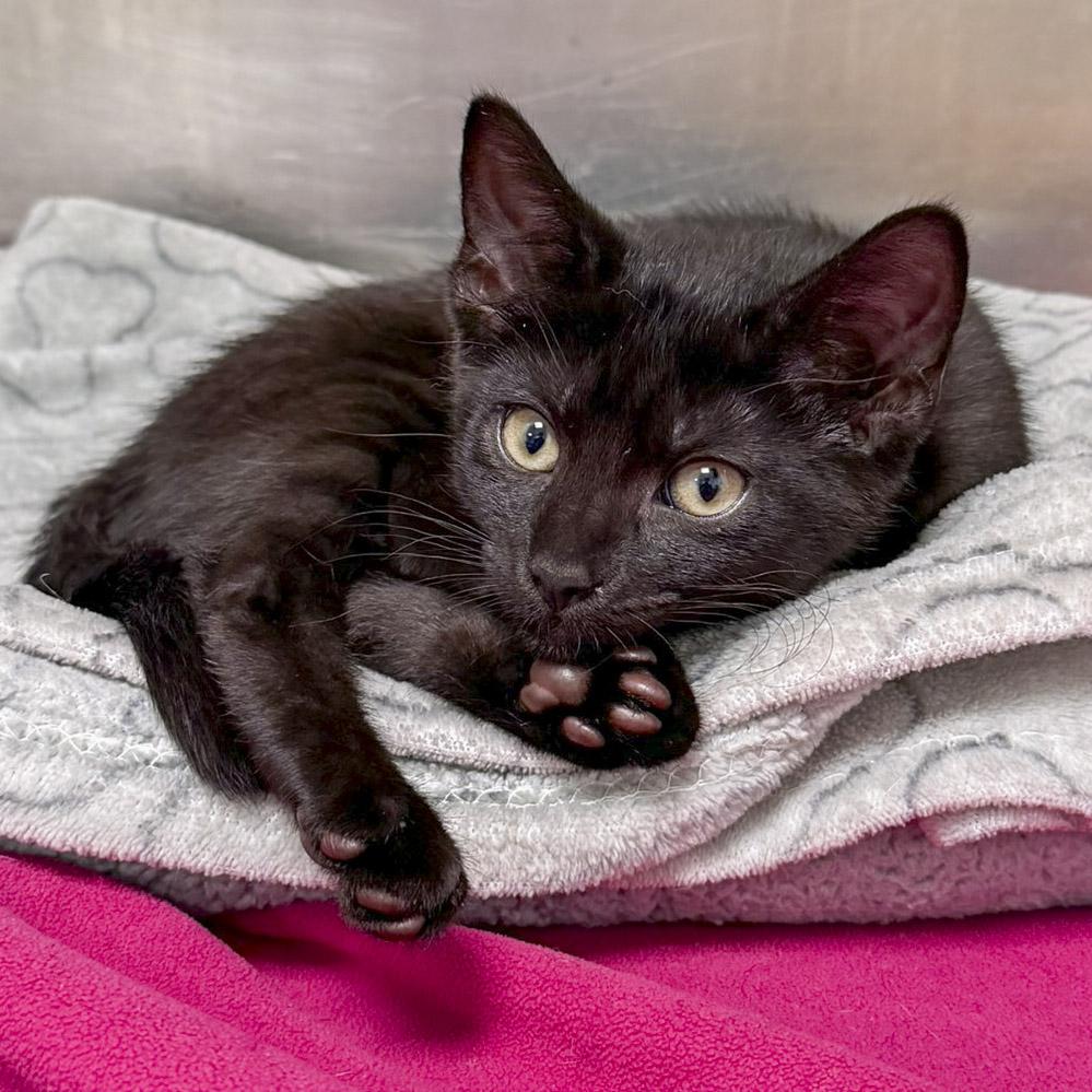 Enlarge Skipper, a ADOPTABLE Domestic Short Hair in Stamford, CT image 1/4