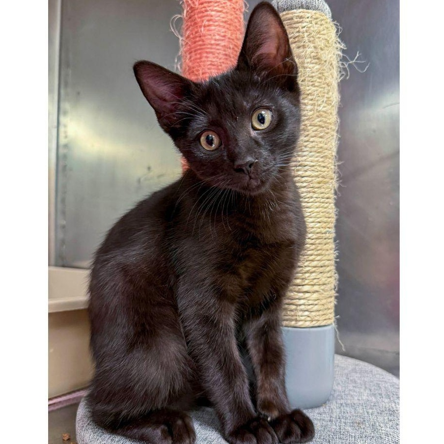 Enlarge Skipper, a ADOPTABLE Domestic Short Hair in Stamford, CT image 2/4
