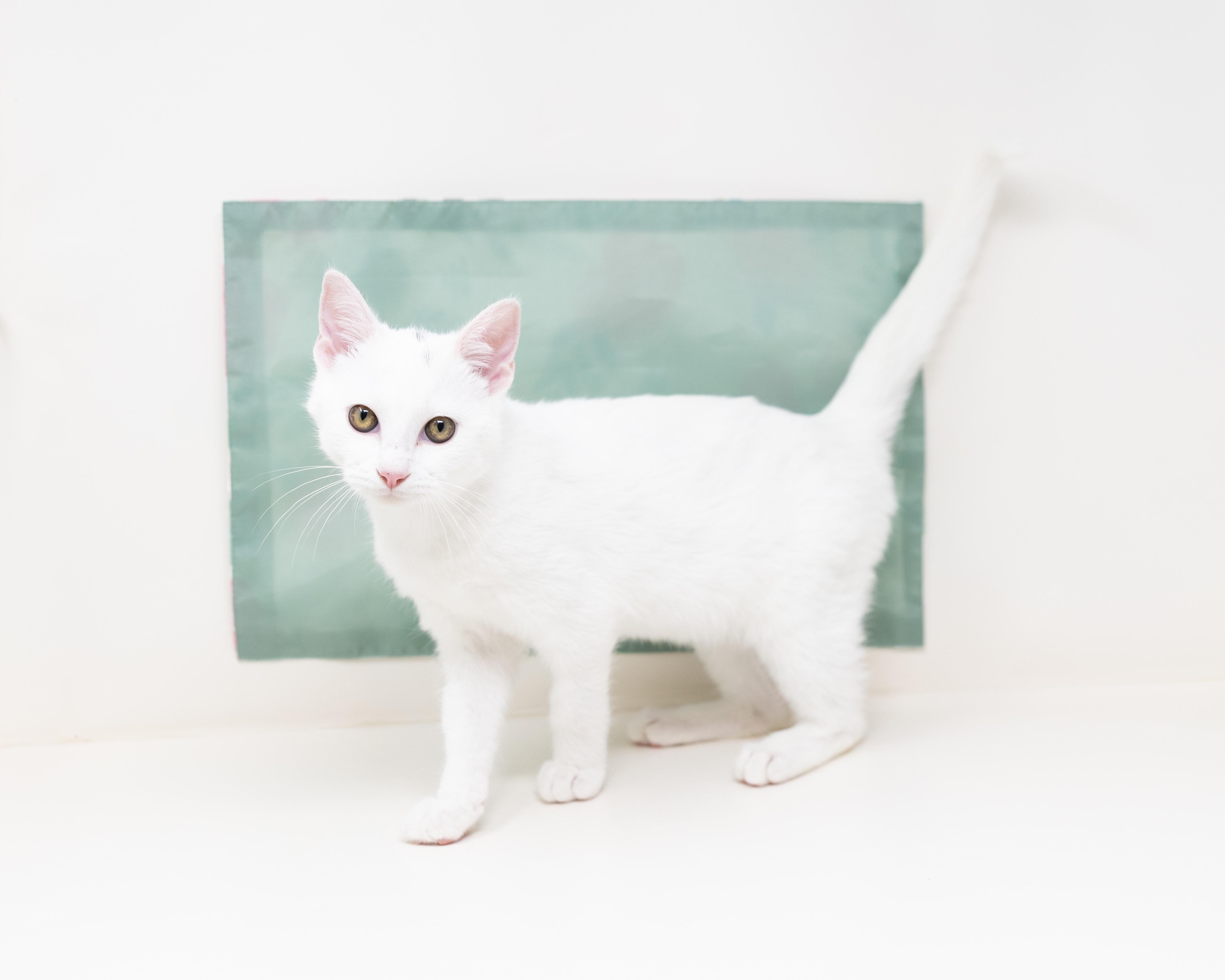 Salt, an adopted Domestic Short Hair in Trophy Club, TX image 5/6