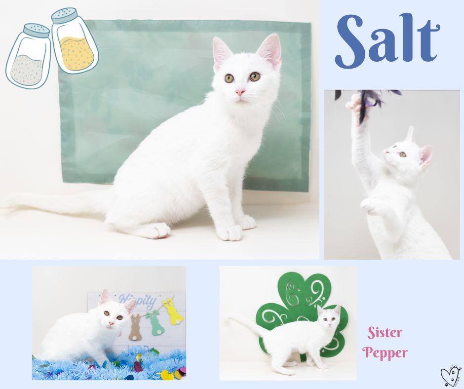 Salt, an adopted Domestic Short Hair in Trophy Club, TX image 2/6