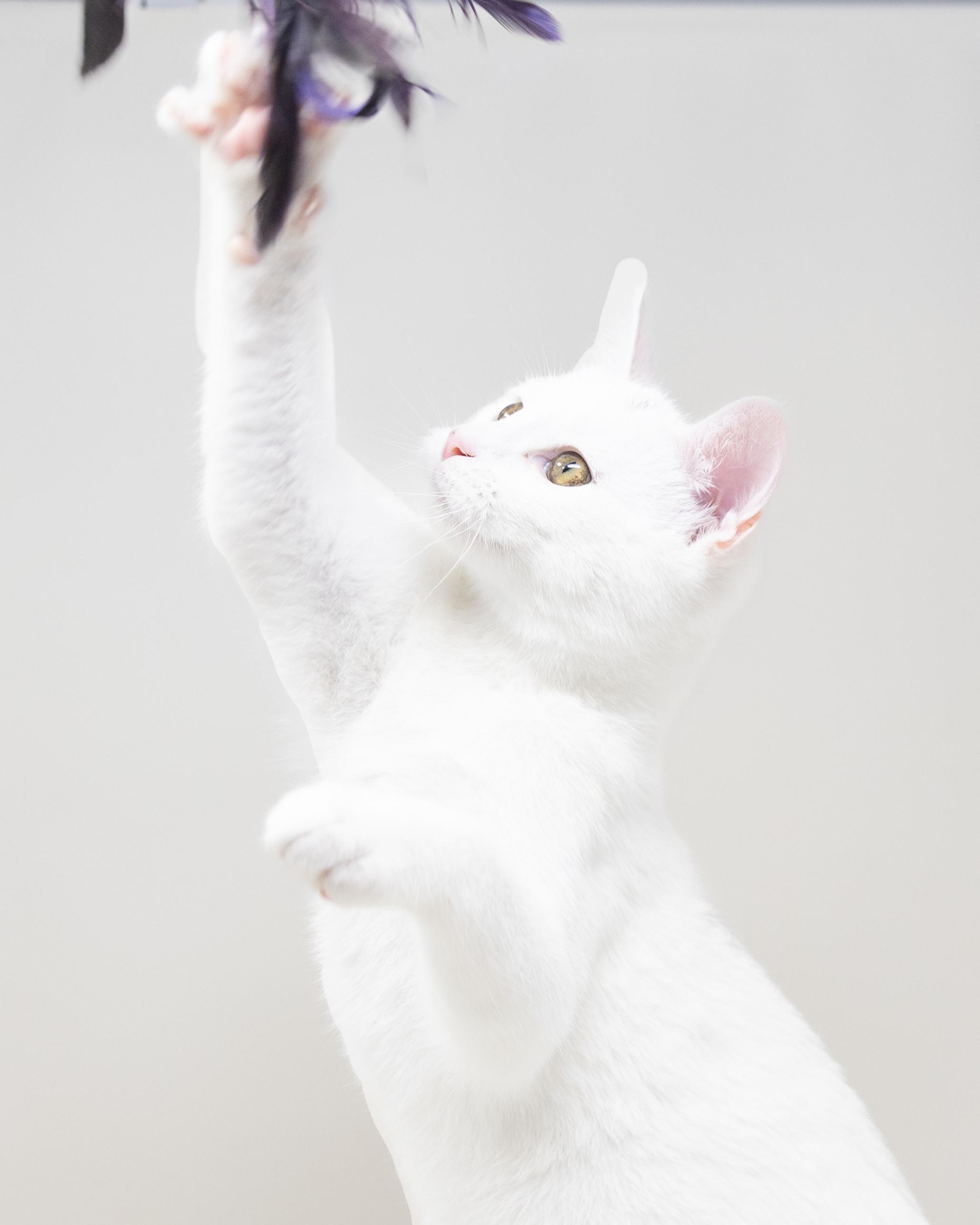 Salt, an adopted Domestic Short Hair in Trophy Club, TX image 3/6