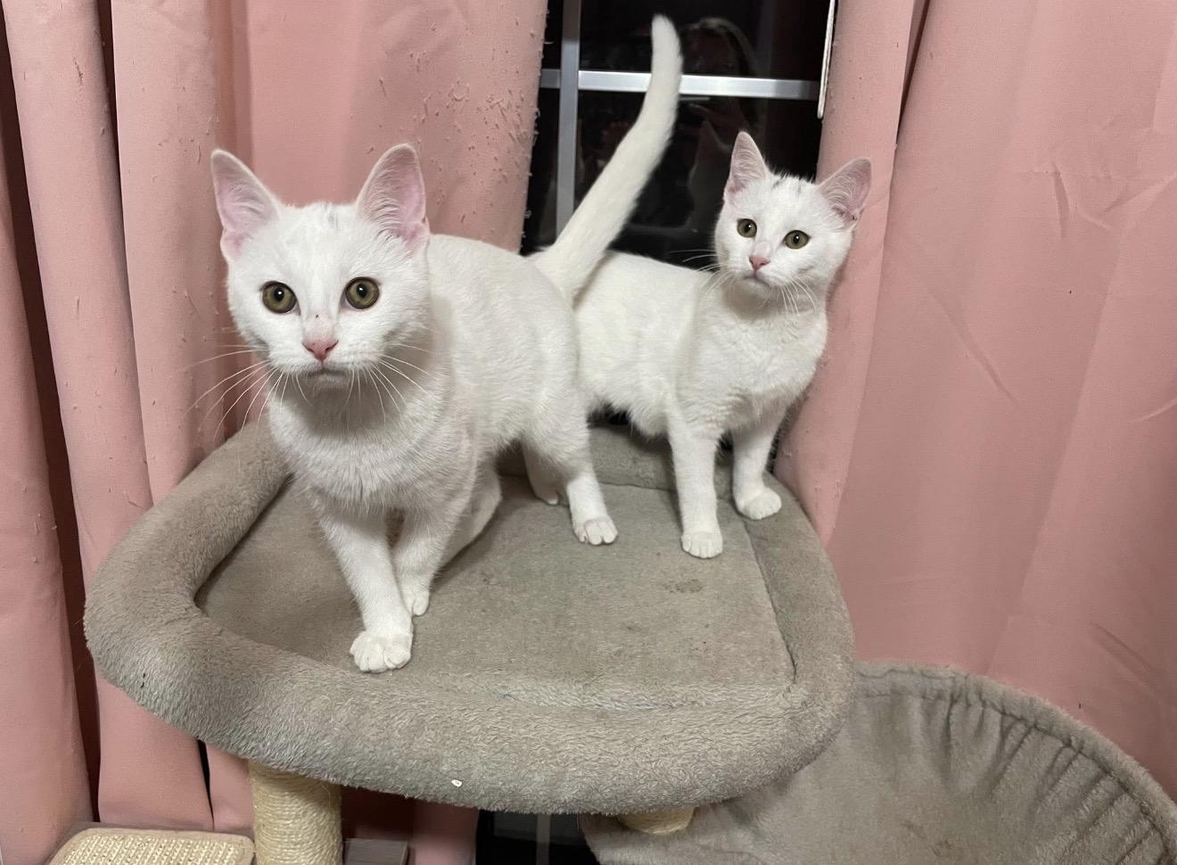 Salt, an adopted Domestic Short Hair in Trophy Club, TX image 4/6