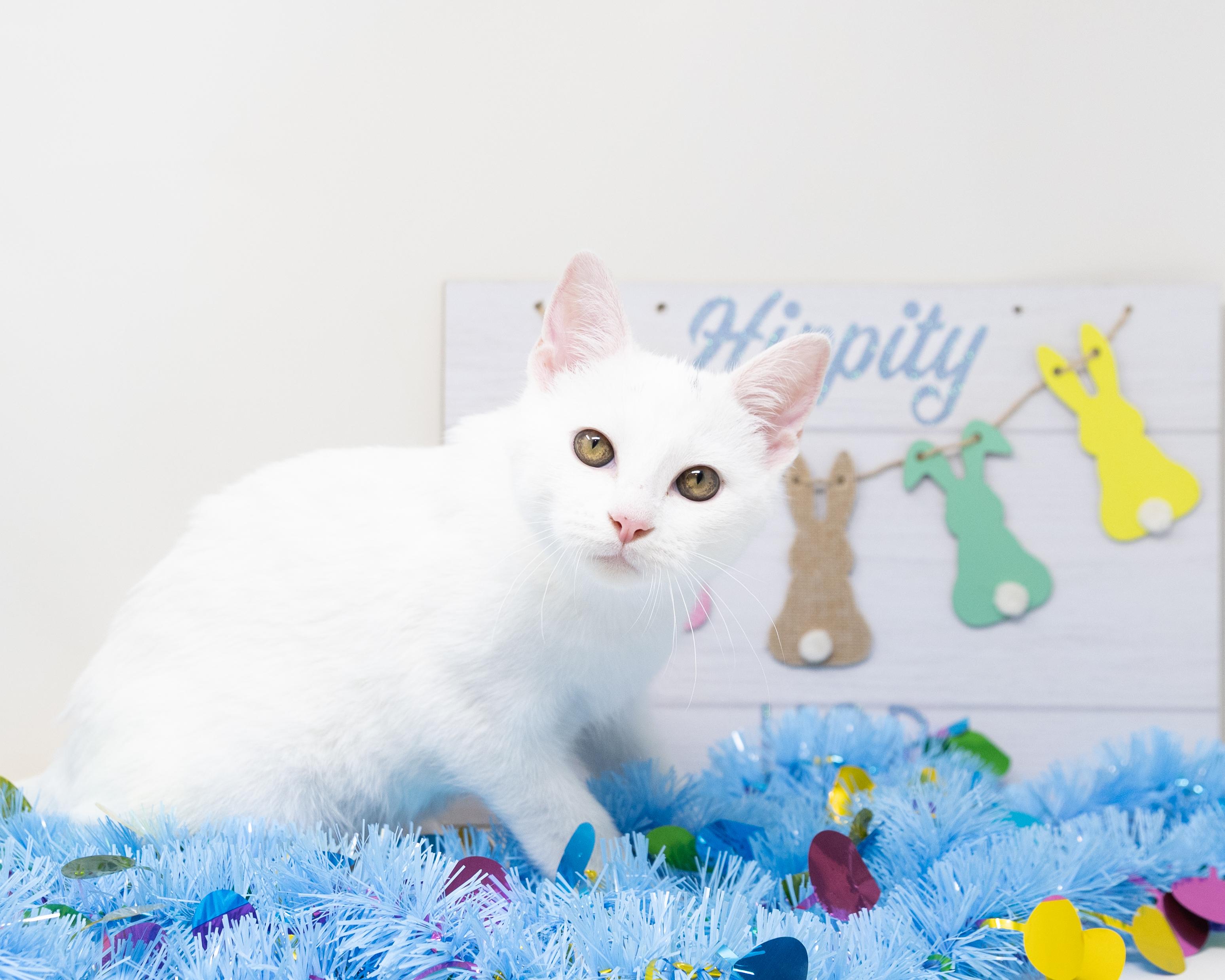 Salt, an adopted Domestic Short Hair in Trophy Club, TX image 1/6