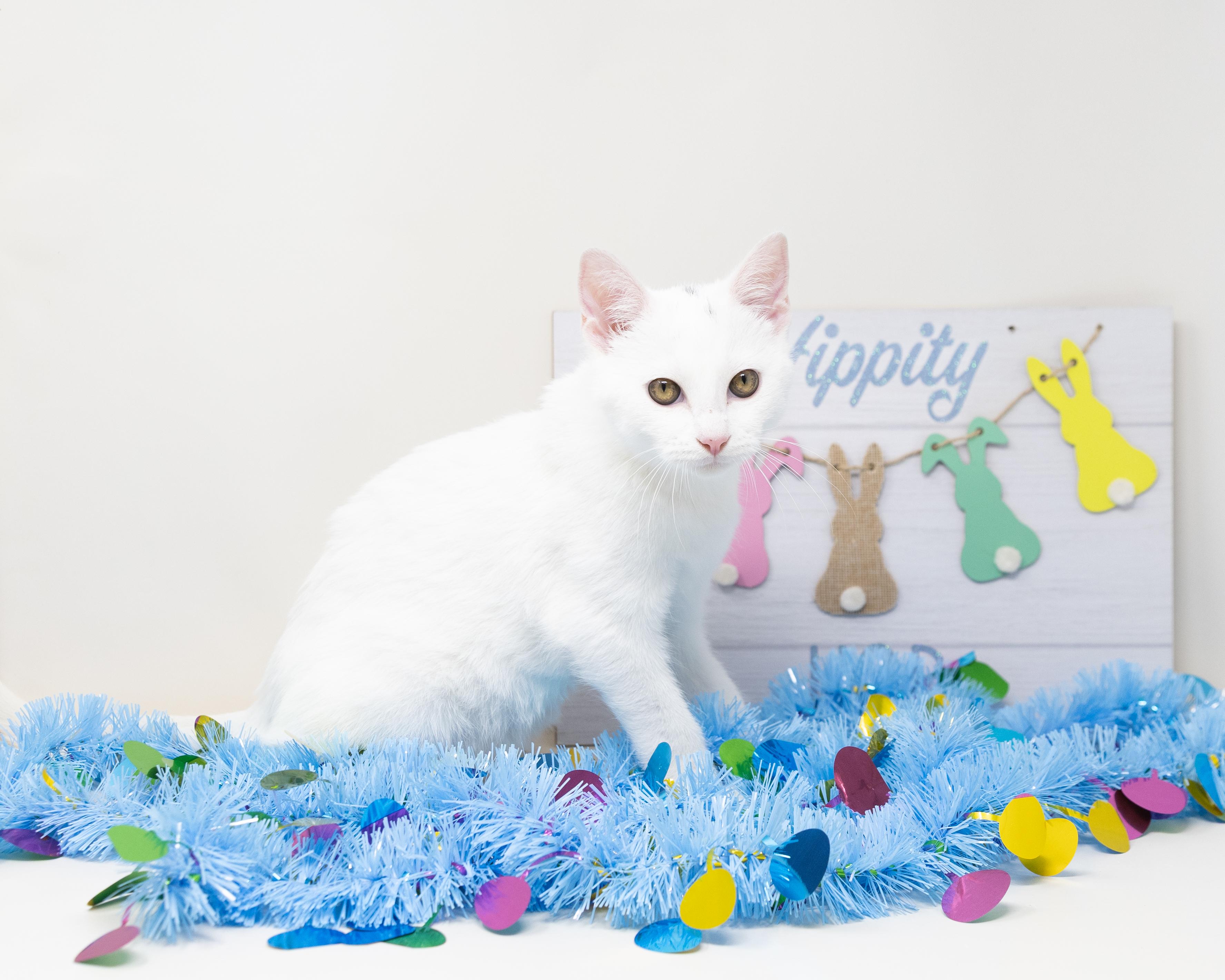 Salt, an adopted Domestic Short Hair in Trophy Club, TX image 6/6