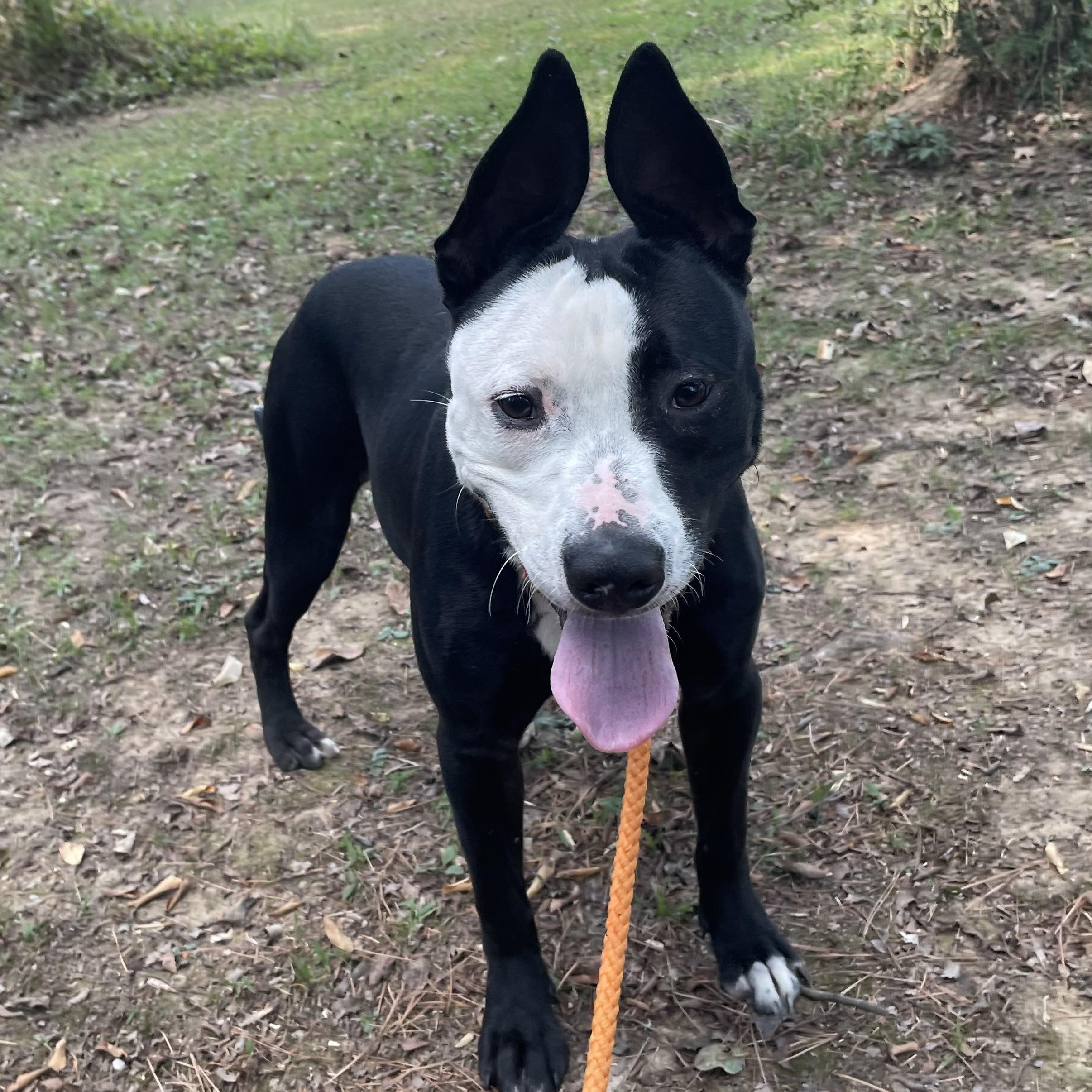 Poseidon, adoptable, Young Male Pit Bull Terrier.