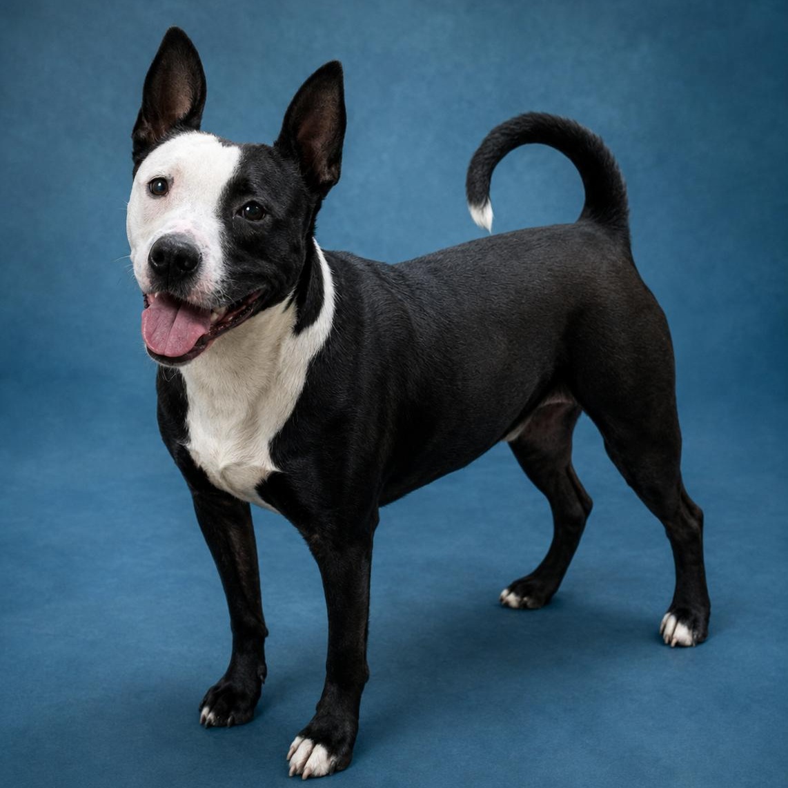 Poseidon, adoptable, Young Male Pit Bull Terrier.