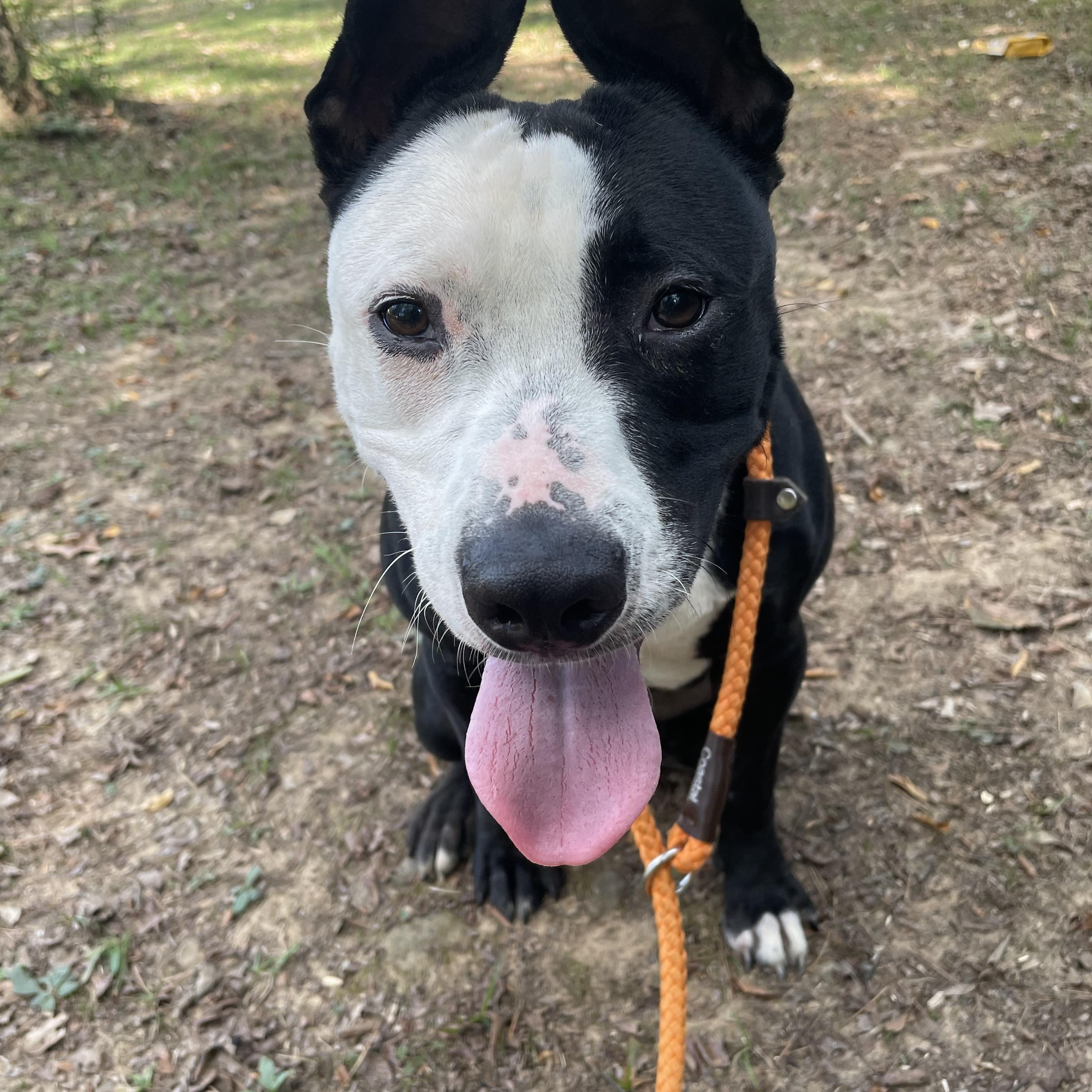 Poseidon, an adoptable mixed breed in Heber Springs, AR image 2/5