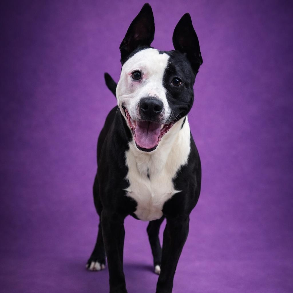 Enlarge Poseidon, an adoptable mixed breed in Heber Springs, AR image 1/6