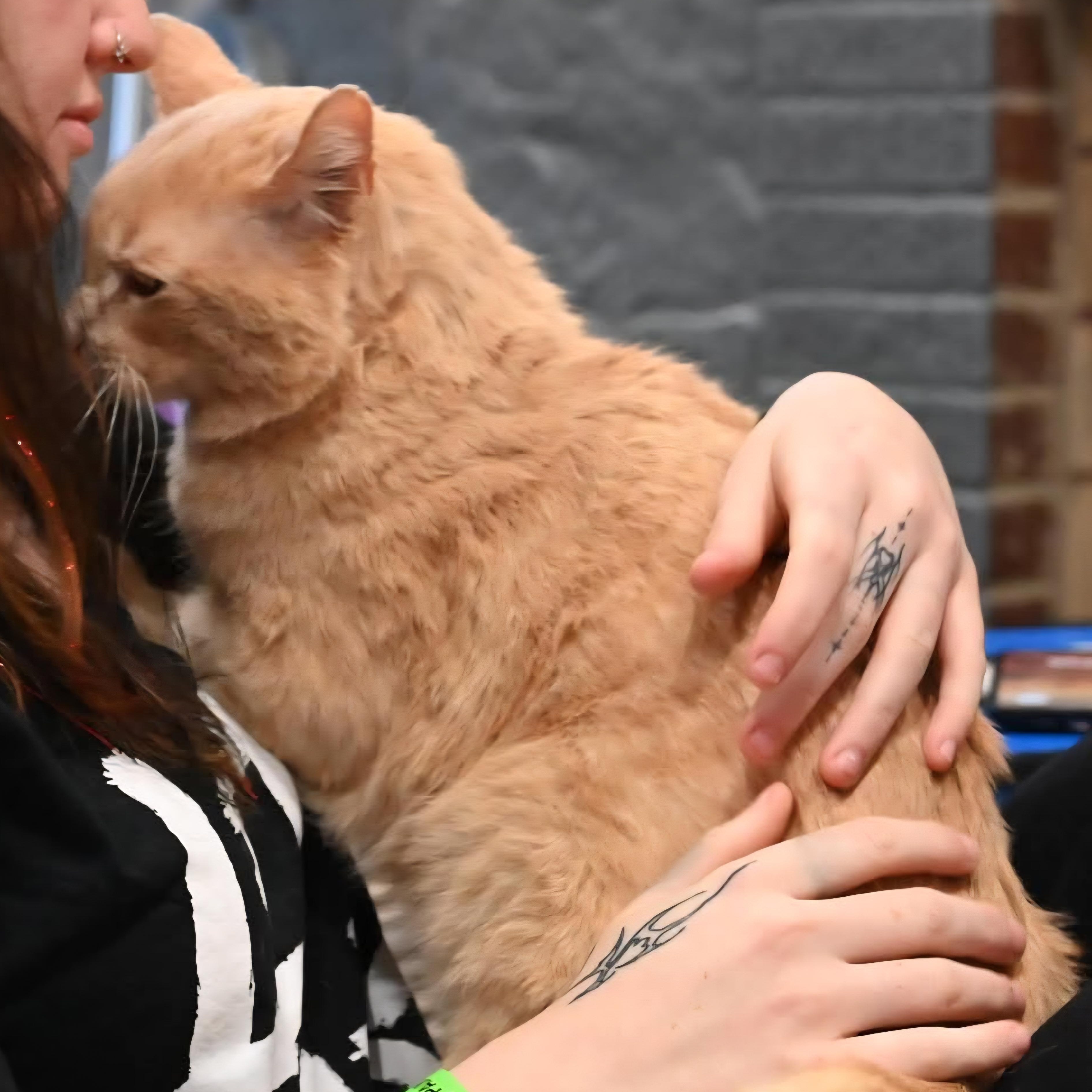 Enlarge Sherbert, an adopted mixed breed in South Park, PA image 3/5