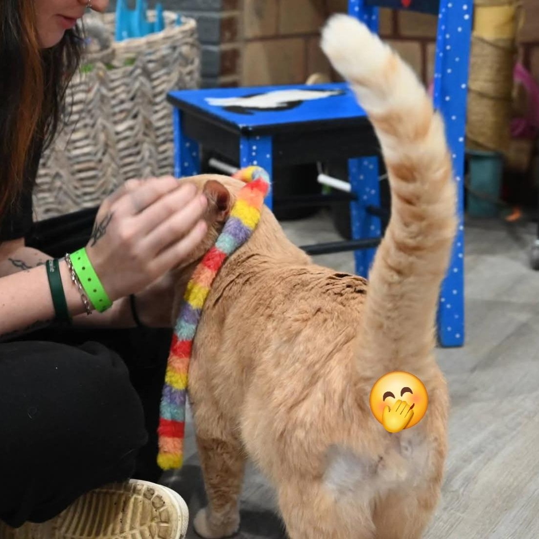 Enlarge Sherbert, an adopted mixed breed in South Park, PA image 2/5