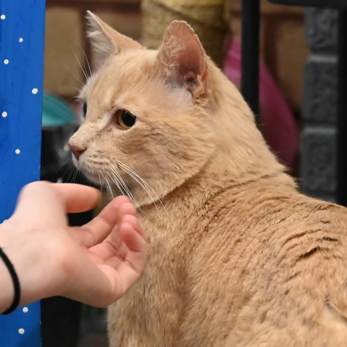 Enlarge Sherbert, an adopted mixed breed in South Park, PA image 4/5