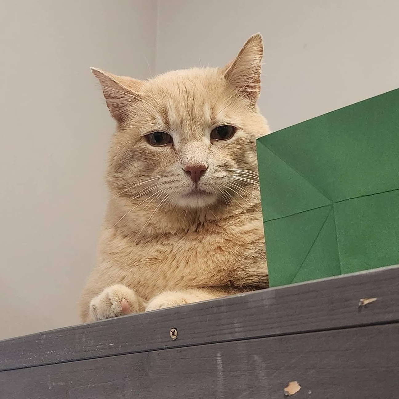 Enlarge Sherbert, an adopted mixed breed in South Park, PA image 5/5