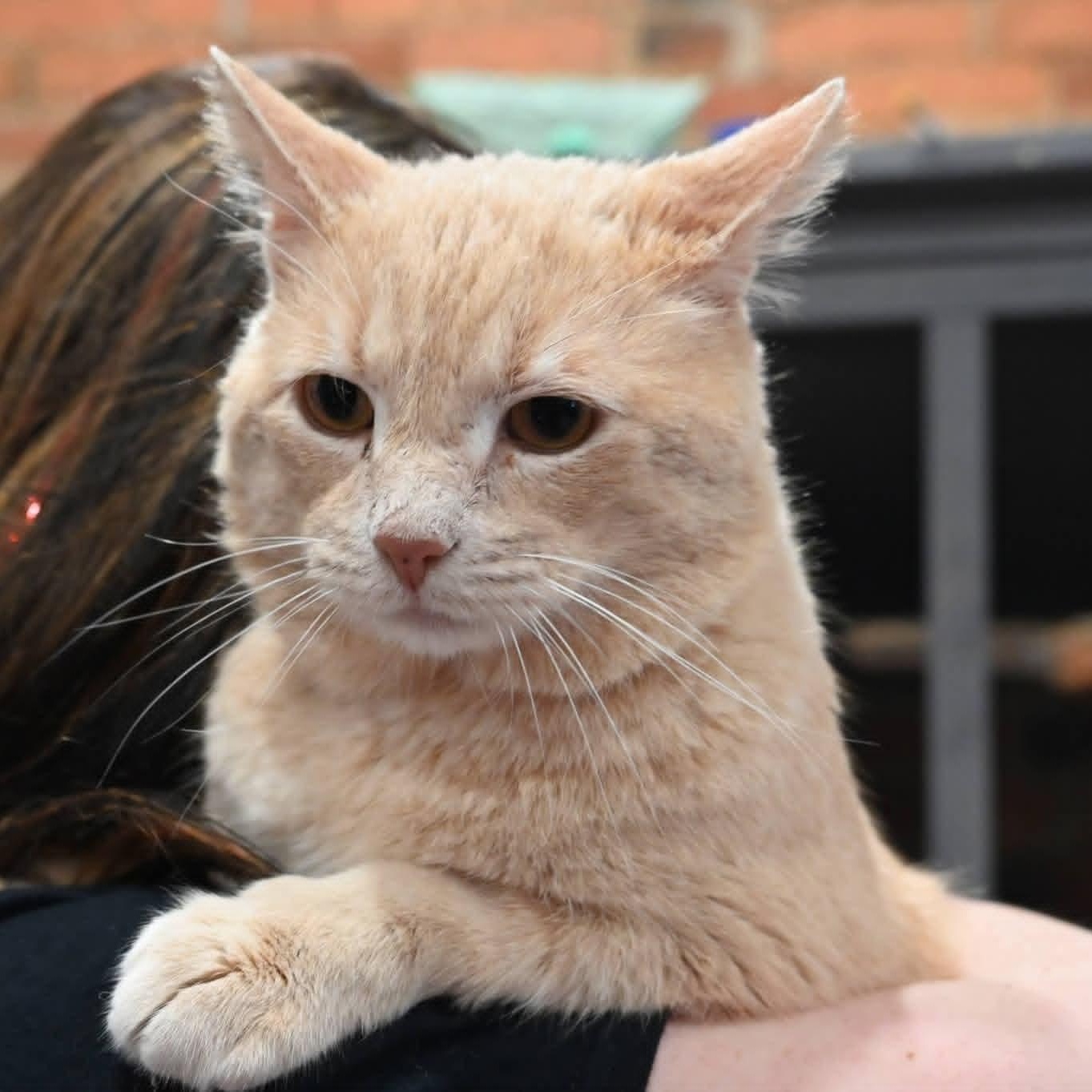 Enlarge Sherbert, an adopted mixed breed in South Park, PA image 1/5