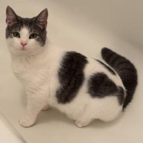 Millie, a Adoptable mixed breed in Springdale, PA image 1/4